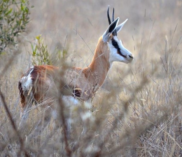 Commercial Property for Sale in La Camargue Private Country Estate North West